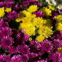 Crizanteme galbene și violet strălucitoare - Foto: Pexels (Imagine cu rol ilustrativ)