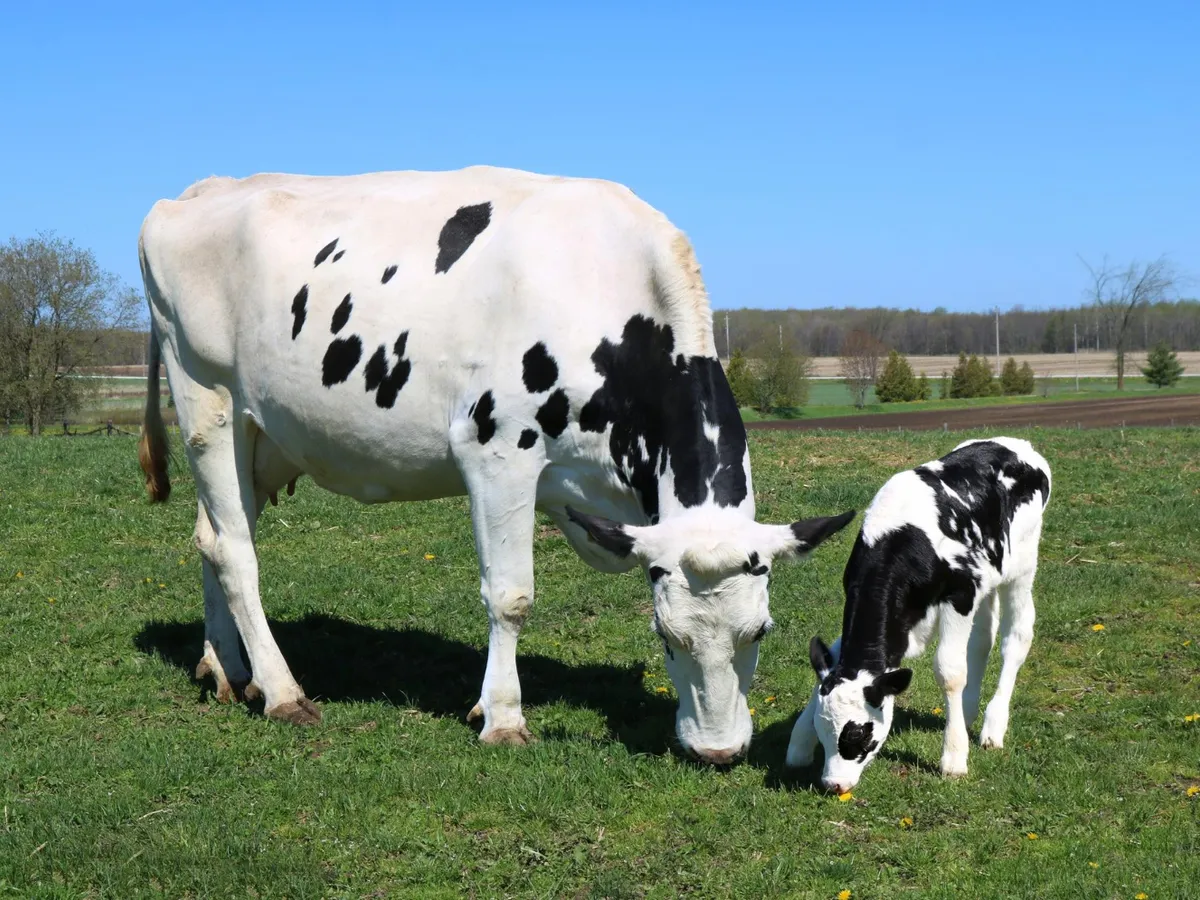 Vacă Foto: Freepik (imagine cu rol ilustrativ)