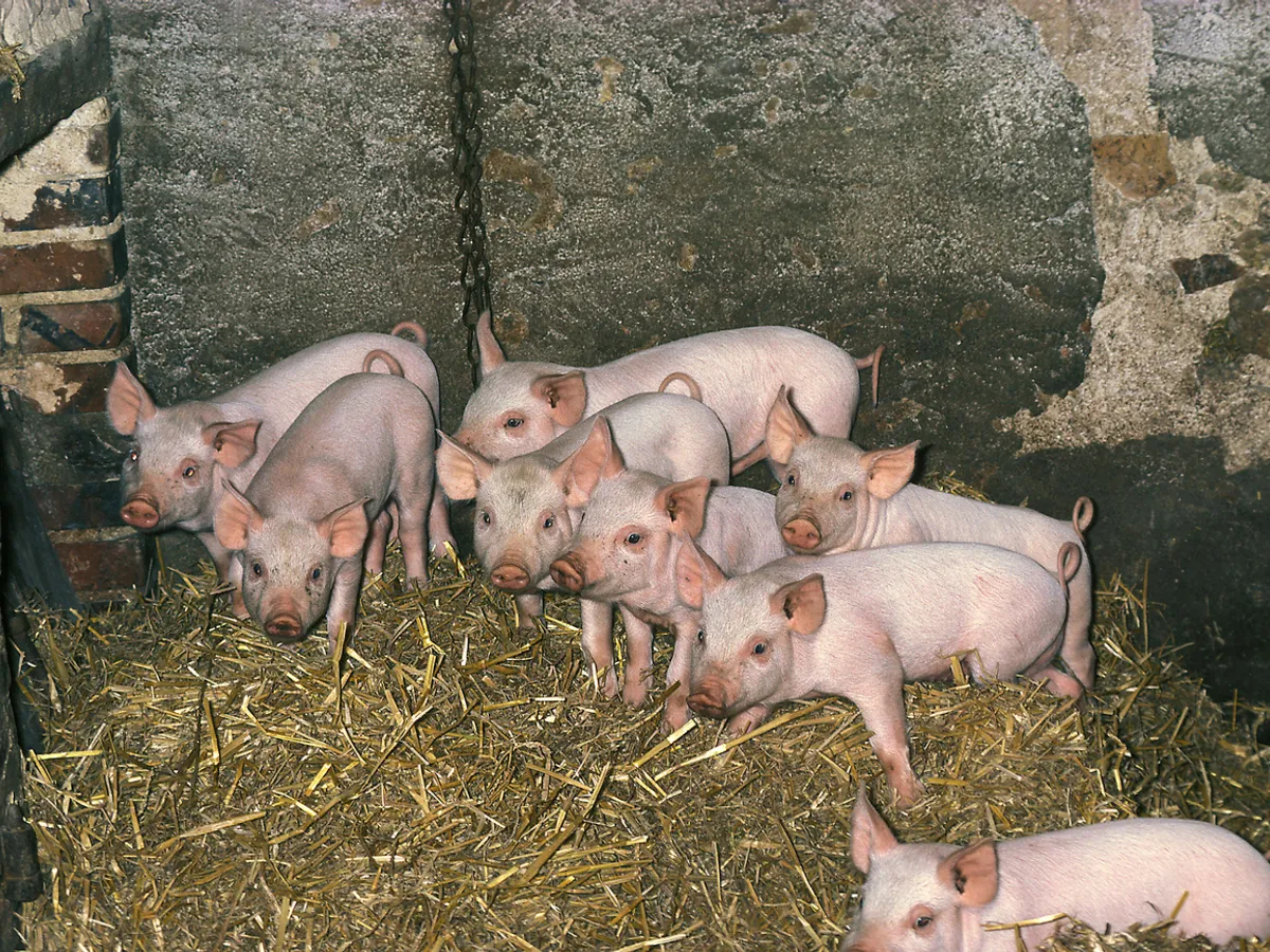 Epidemie de pestă porcină africană În România. Zeci de mii de animale, eutanasiate în octombrie - FOTO: Profimedia