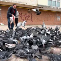 Amenzi aspre pentru oamenii care hrănesc porumbeii. Unde se vor aplica  - Foto: Arhivă / imagine cu caracter ilustrativ