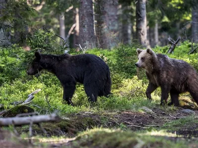 Marea minciună din cazul ursului Arthur: ministrul nu putea da derogare pentru ursoaică cu pui. Foto WWF