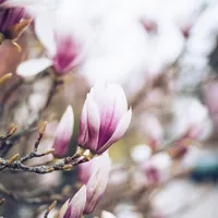 Ce simbolizează magnolia, una dintre cele mai iubite flori. Au apărut pe Pământ înaintea albinelor Foto: Pexels (fotografie cu caracter ilustrativ)