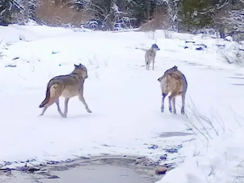 VIDEO Haită de lupi surprinsă în Parcul Natural Apuseni. Au luat-o la fugă când au observat camerele - Foto: Parcul Natural Apuseni/ Facebook