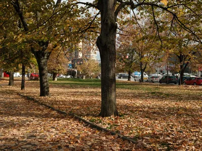 Toamnă Foto: Pexels (imagine cu rol ilustrativ)