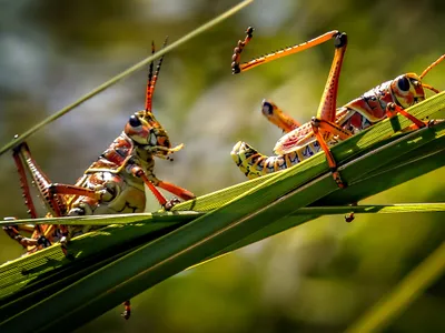 Lăcuste Foto: Pexels (imagine cu rol ilustrativ)