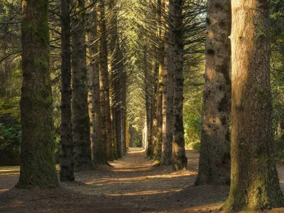 Pădure Foto: Freepik (imagine cu rol ilustrativ)