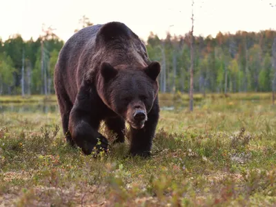 Ursul agresiv care a atacat 7 persoane în Italia și care urma să fie adus în România, împușcat - Foto: Profimedia images - Caracter ilustrativ