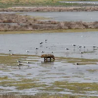 Delta Dunării, invadată de șacali aurii. Vânătorii primesc autorizație să extragă 350 de exemplare - Foto: Facebook/ARBDD - Administratia Rezervatiei Biosferei Delta Dunarii