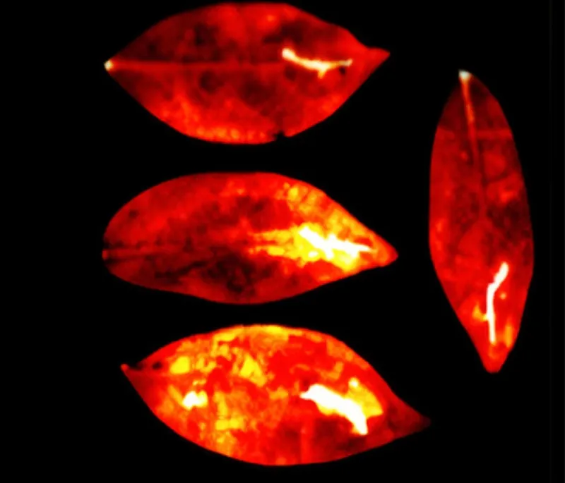 Frunze - Foto: Sciencealert.com