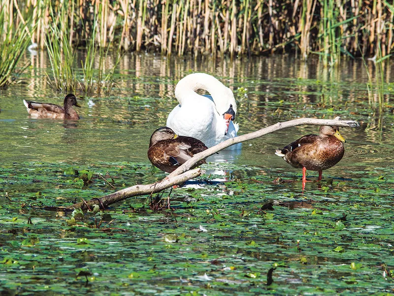 Lucrările de adaptare a Canalului Bîstroe la circulația navală comercială ar distruge părți din fauna și flora rezervației naturale unice în lume - Foto: Profimedia Images