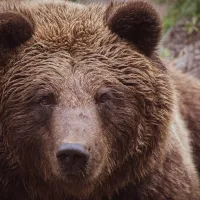 Un urs a băgat spaima în pacienții unui spital din România. Se plimba prin fața clădirii - Foto: Pexels/ Imagine cu caracter ilustrativ