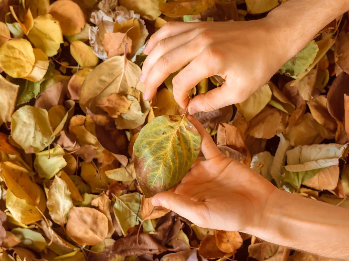 Frunze uscate toamna - Foto: Freepik (Imagine cu rol ilustrativ)