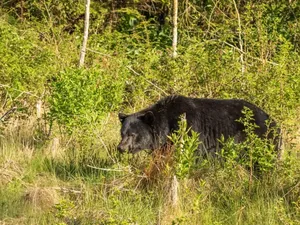 O femeie a fost atacată de urs pe Transfăgărășan. A suferit leziuni la o mână - Foto: Profimedia Images