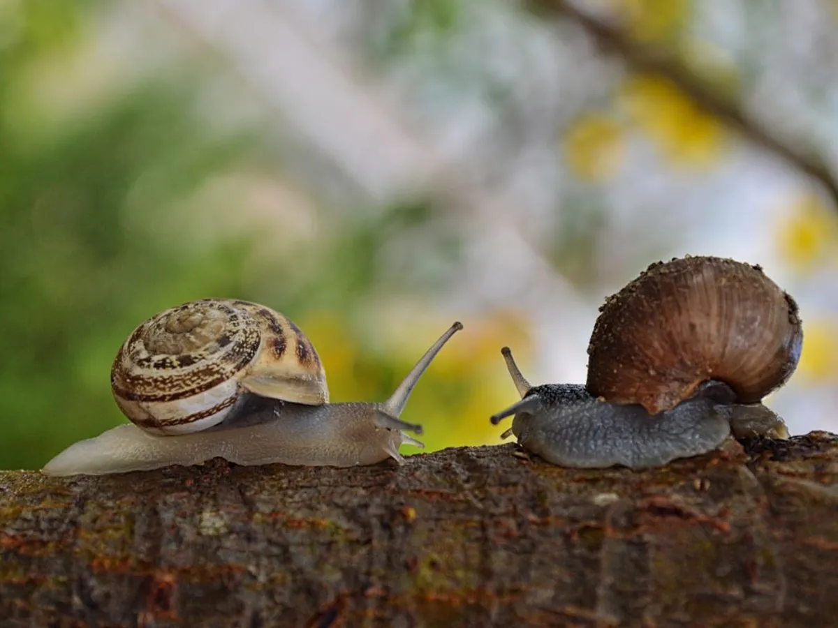 Melci Foto: Pexels (imagine cu rol ilustrativ)