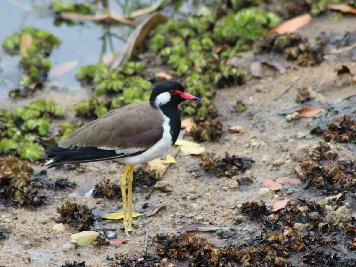 Pasăre sălbatică - Foto: Freepik (Imagine cu rol ilustrativ)