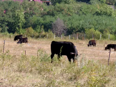 Ferma din România unde vacile ascultă Mozart pentru a fi mai productive - Foto: TeleM