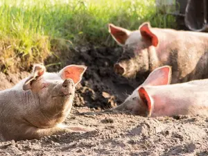 Ce a pățit o familie după ce a consumat carne de la porcul crescut în gospodărie. Au ajuns la spital - Foto: Profimedia / imagine rol ilustrativ