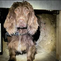 Bran, cocker spaniel polițist-Foto: Kent Police