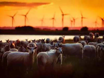 Turmă de oi, cu mori eoliene în plan îndepărtat - Foto: Pexels/Pixabay