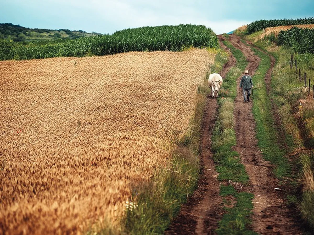 Cu vaca, de la câmp,  în apropierea satului  Bucerdea Vinoasă