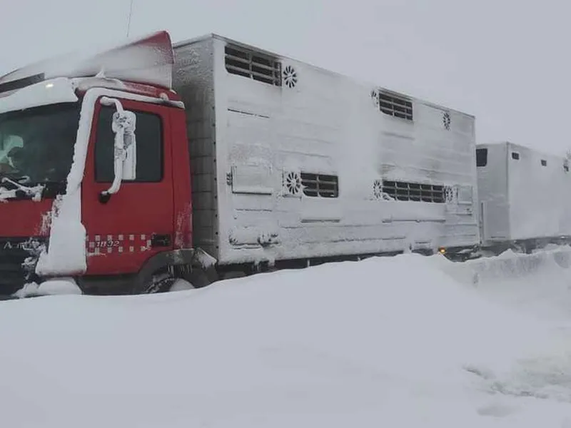 Troiene pe DN2 / Foto: Directia Regionala de Drumuri si Poduri Buzau