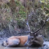 Un cerb se răcorește într-o baltă din Munții Făgăraș - Foto: Captură video/ Facebook