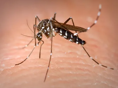 Cum să te protejezi de virusul West Nile. Recomandările Institutului Naţional de Sănătate Publică - Foto: Profimediaimages.ro