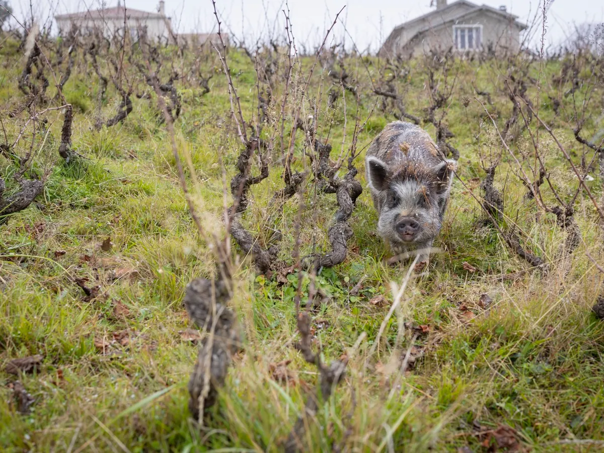 Spania anunţă primele cazuri de pestă porcină africană de după 1994