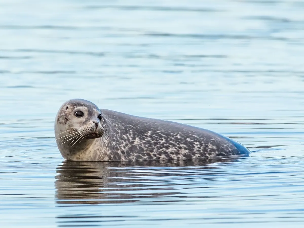 Foca