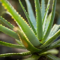 Aloe vera - Foto: Profimedia images