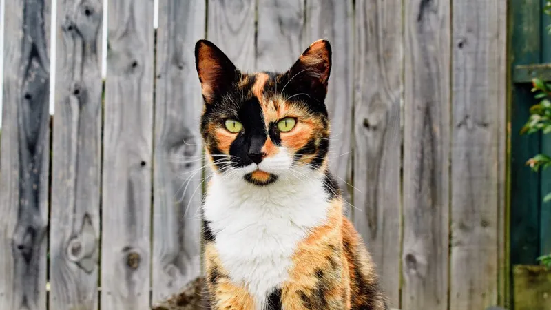 Pisicile Calico ajută la înțelegerea geneticii umane-Foto: Veterinario