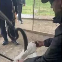 Proprietarul unei case din Mehedinți a găsit un șarpe negru, de doi metri, în cotețul găinilor Foto: captura video stirile protv