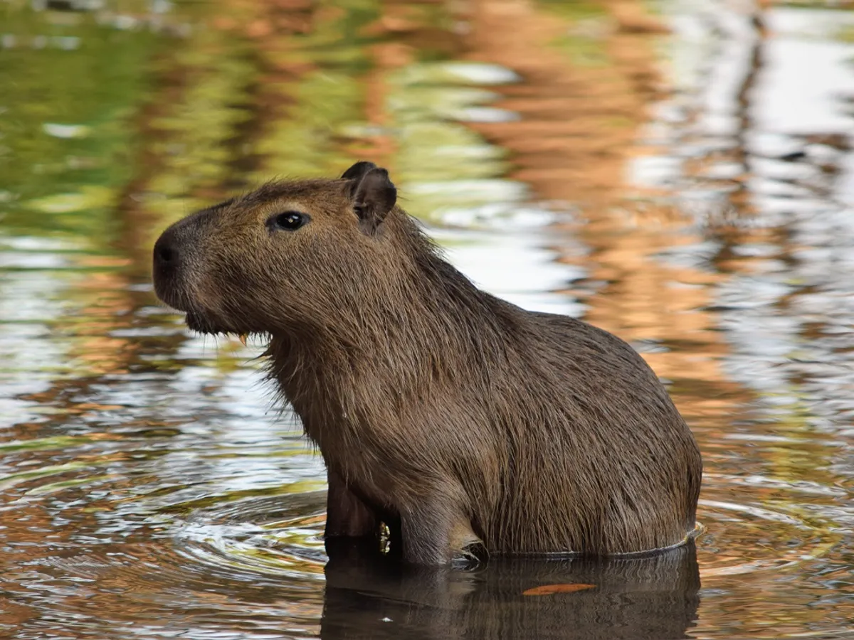 Capibara e cea mai mare rozătoare din lume - Foto: Pexels (rol ilustrativ)