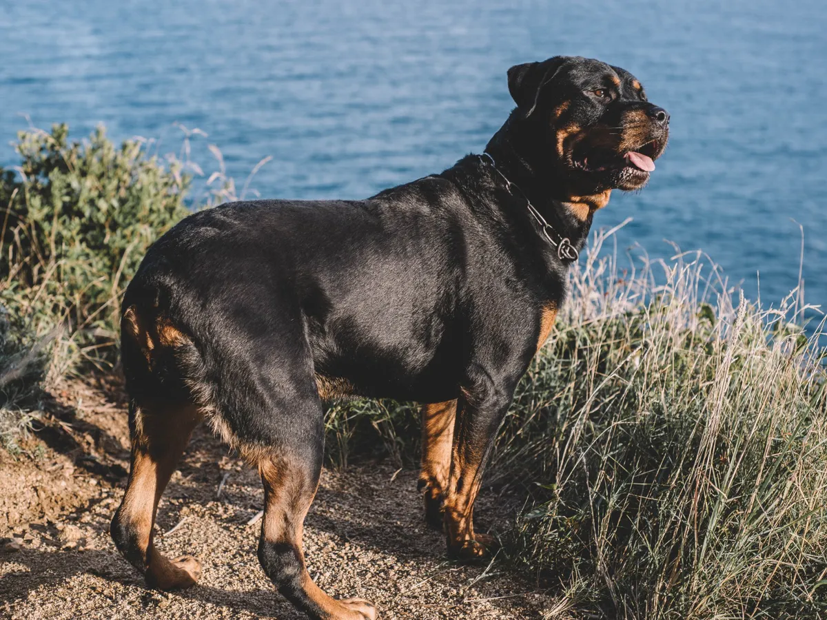 Câine - Foto: Freepik