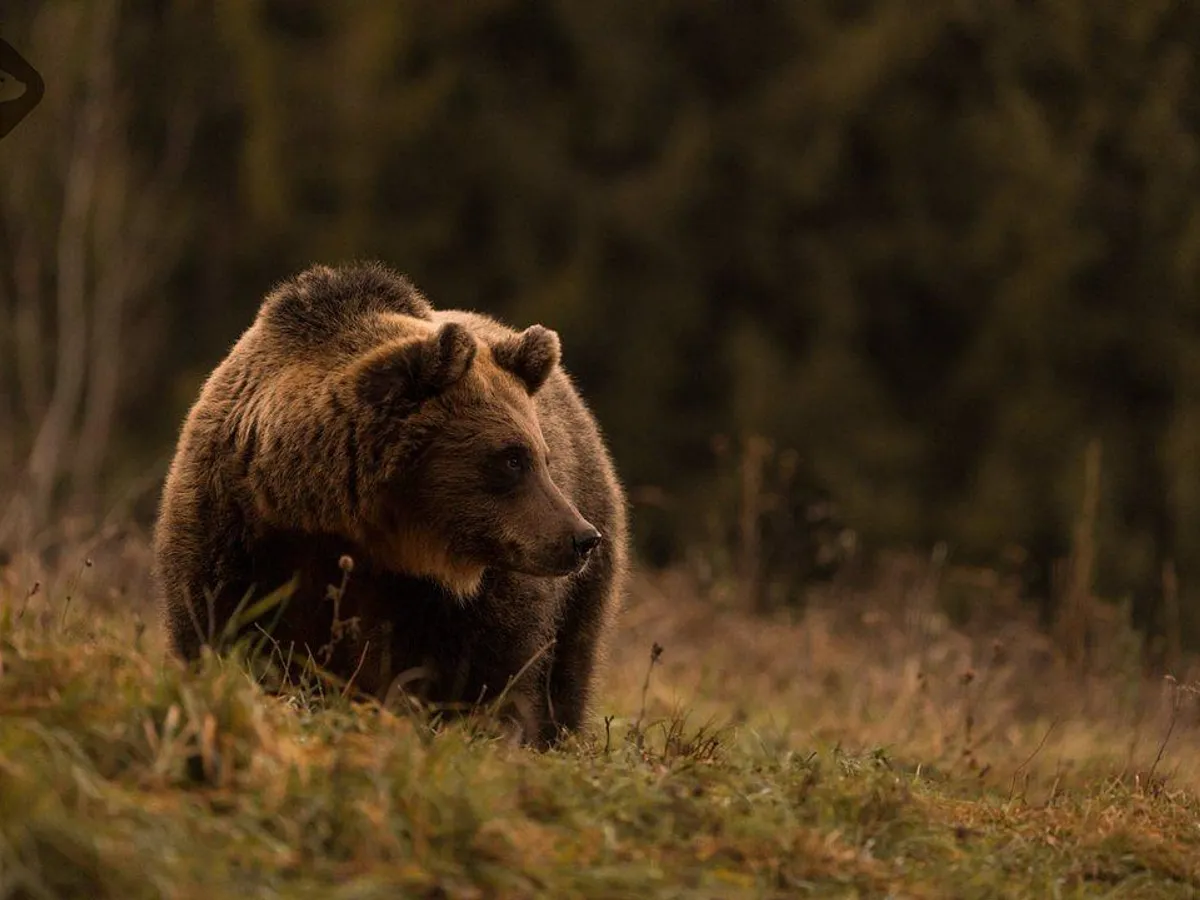 Urs în Munții Harghitei - Foto: visitharghita.com