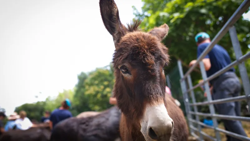 Povestea italiencei care a venit în România de 20 de ani pentru a salva animalele maltratate - Foto: Caravana MINI „Urme de Bucurie”