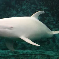 Plombir și Miranda, doi delfini albi au fost salvați din Ucraina și transferați în Spania Foto: International Marine Project (fotografie cu caracter ilustrativ)