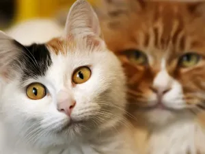Amendă de 3.000 de lei pentru un bărbat care a abandonat 2 pisicuțe. Cum a fost prins? - Foto: Profimedia Images (imagine cu rol ilustrativ)