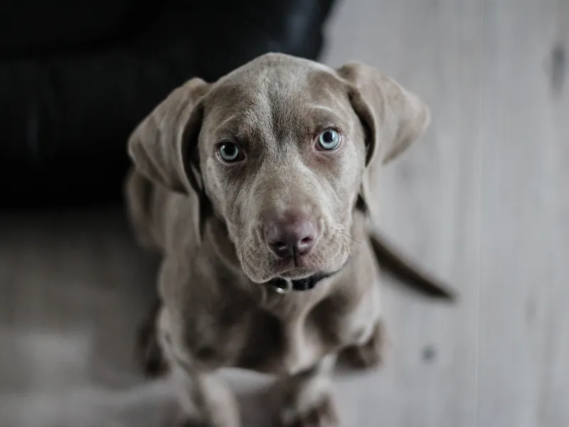 Câine de rasă- Foto: PEXELS PHOTOS