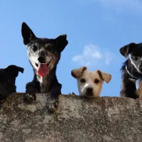 Bucureștenii din Sectorul 3 pot să își sterilizeze și microcipeze gratuit câinii - Foto: pexels.com/Edgar Daniel Hernández Cervantes - Rol ilustrativ
