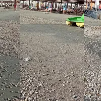 Scoici pe plajă după furtună Foto: Facebook/Asociatia Pro Consumatori
