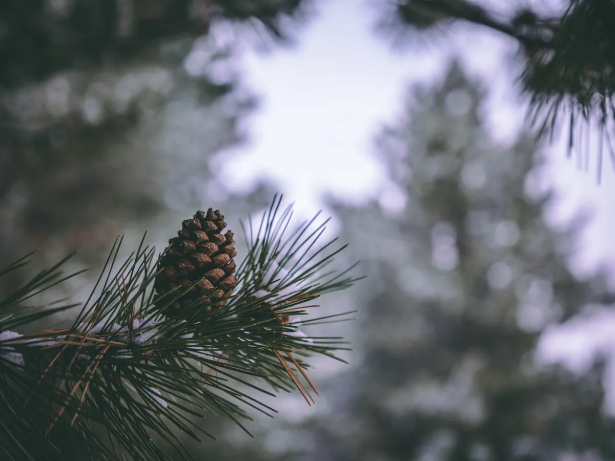 De ce unii brazi devin ruginii: ciuperca care amenință molizii și schimbă culorile Pomilor de Crăciun