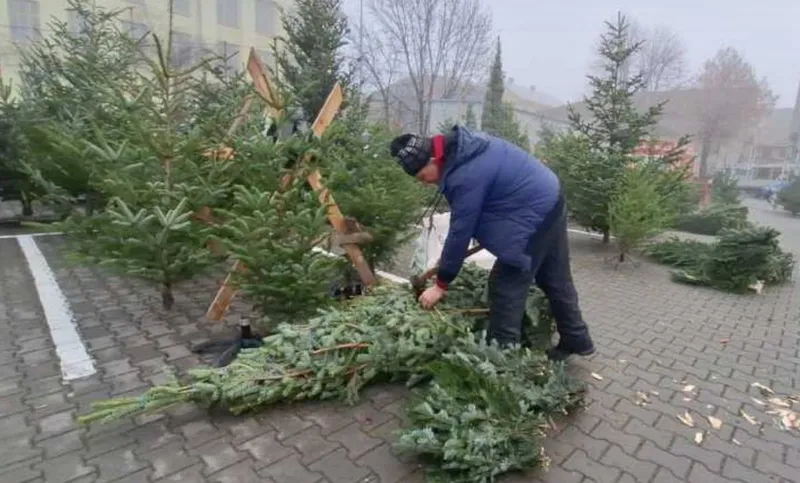 Brazi de Crăciun, în piață - Foto: agerpres.ro