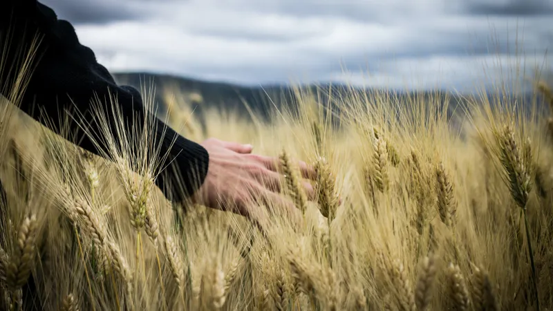 Seceta a afectat hectare întregi de teren- Foto: PEXELS PHOTOS/Giuseppe Russo