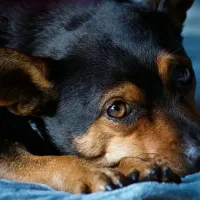 Bucureștenii din Sectorul 3, nevoiți să plătească pentru sterilizarea animalelor de casă - Foto: Pixabay