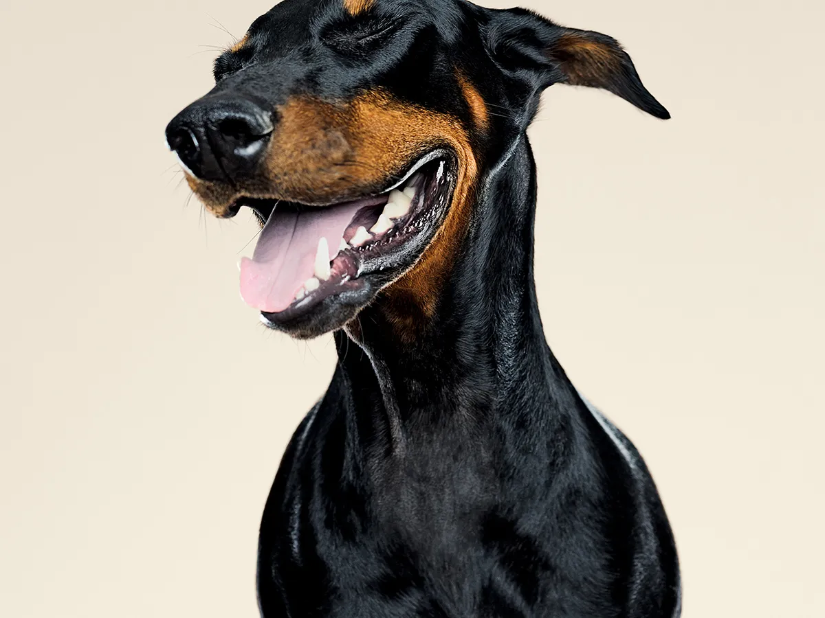 Dobermann