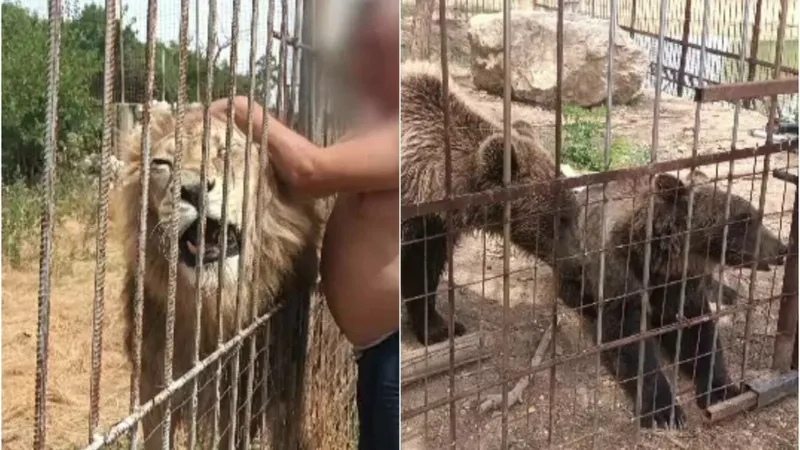 Grădină zoologică improvizată în Dâmbovița. Lei, maimuțe și urși erau ținute ilegal. Cerea intrare Foto: captură video PROTV