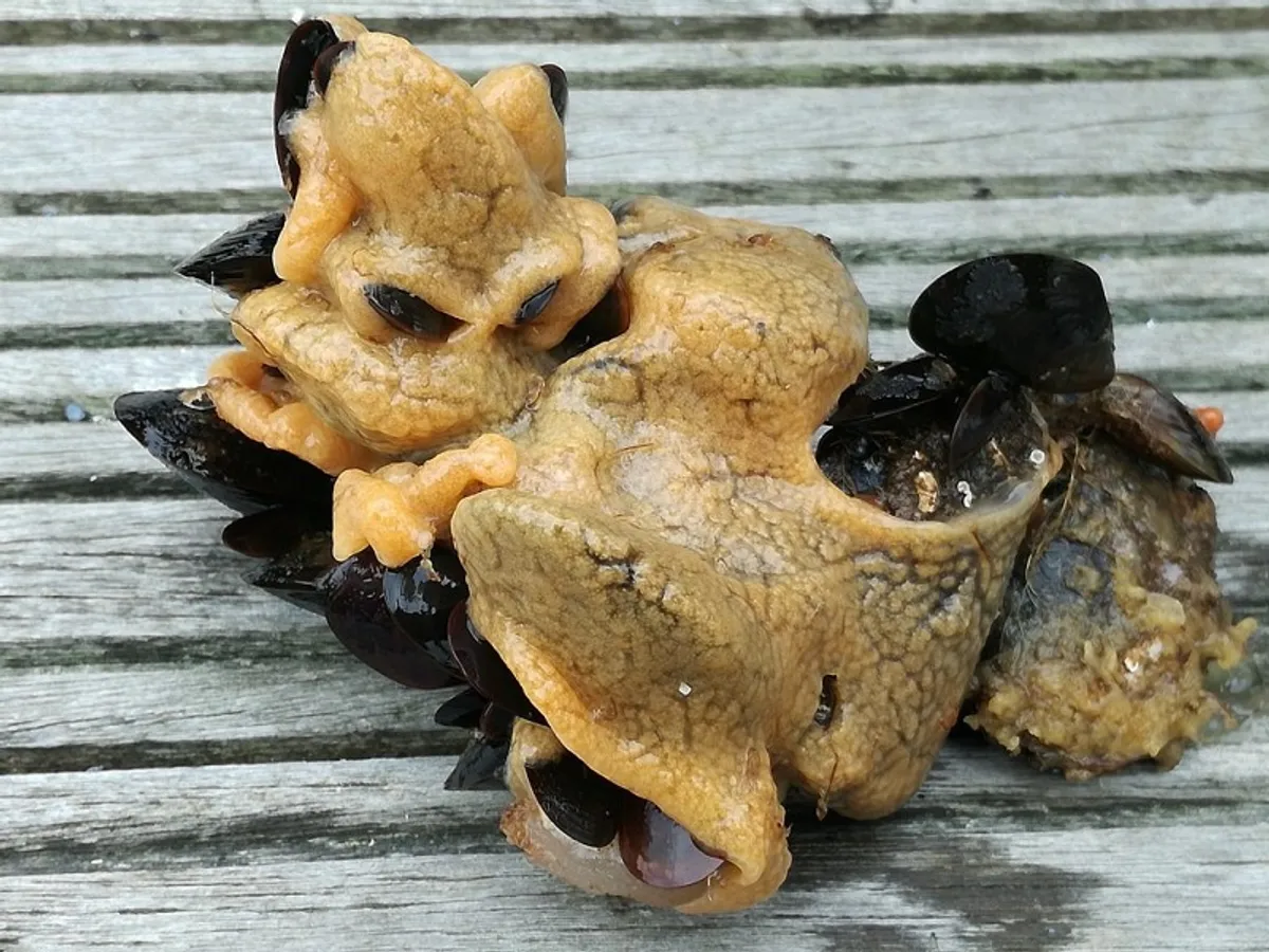 Vomă de mare