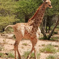 Foto: (c) Emma Wells/Giraffe Conservation Foundation
