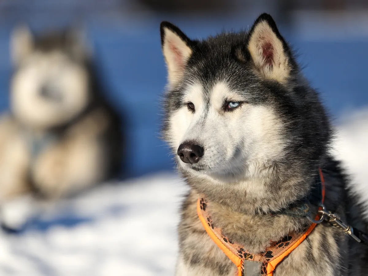 Cursă câini - Foto: Profimedia Images